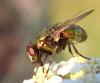 Neomyia cornicina